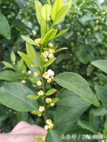 看见自家柑橘树上“飘零的花朵”，真的很忧愁啊！你有招吗