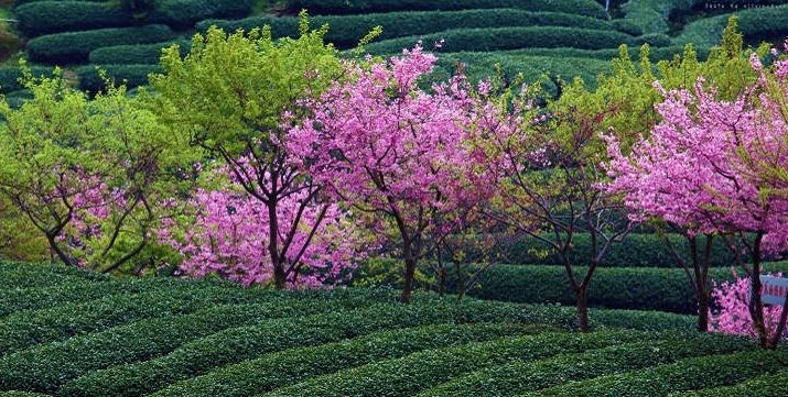 带你去流溪湾丰华园赏樱花,走啊我带你去看樱花的文案