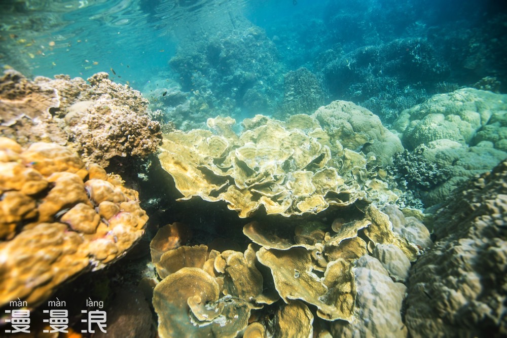 帕劳攻略详细教程,帕劳吃喝玩乐攻略