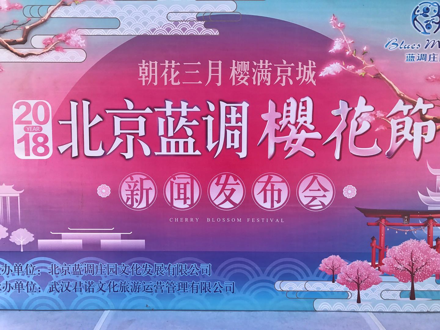 朝花三月樱满京城北京最大樱花园落户蓝调庄园