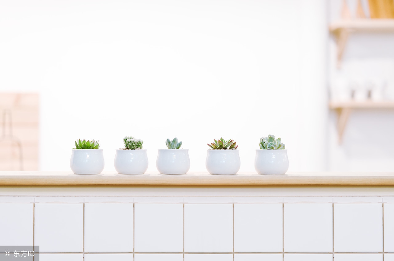 家居植物哪种好,室内植物怎么选