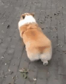 怎么养好柯基呀视频教程,怎么养柯基犬才比较好