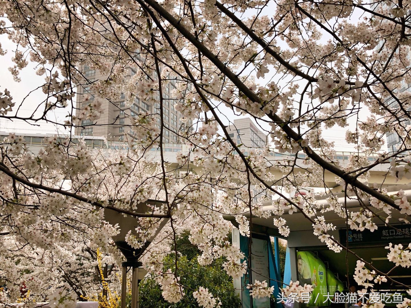 上海都市频道我和春天有个约会,与春天来个最美的约会
