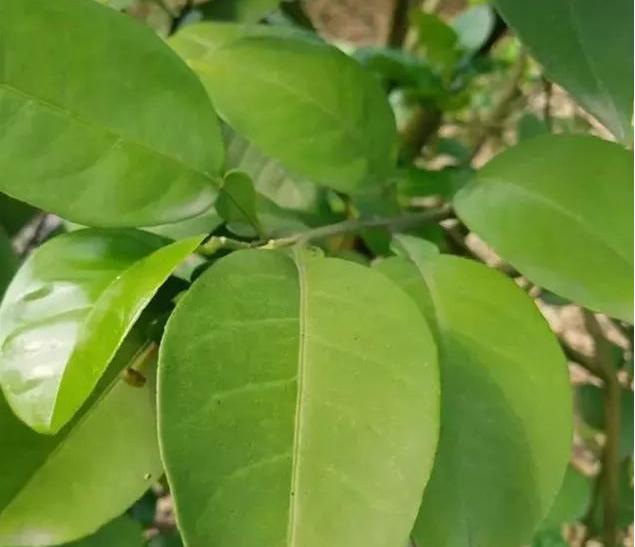 沙糖桔需要的土壤,种植砂糖橘加什么营养液