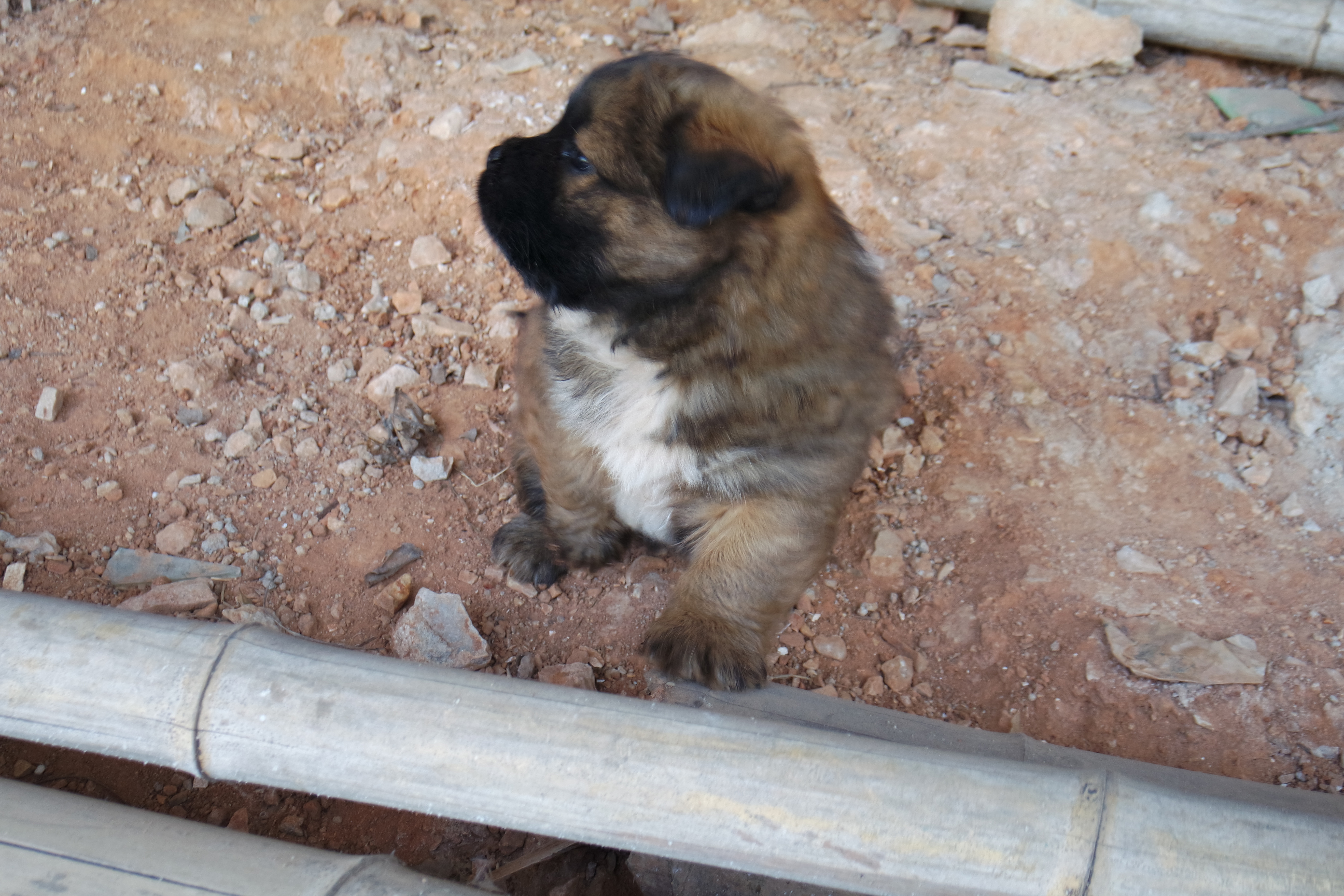 武昌理工学院的樱花,武昌理工学院回忆