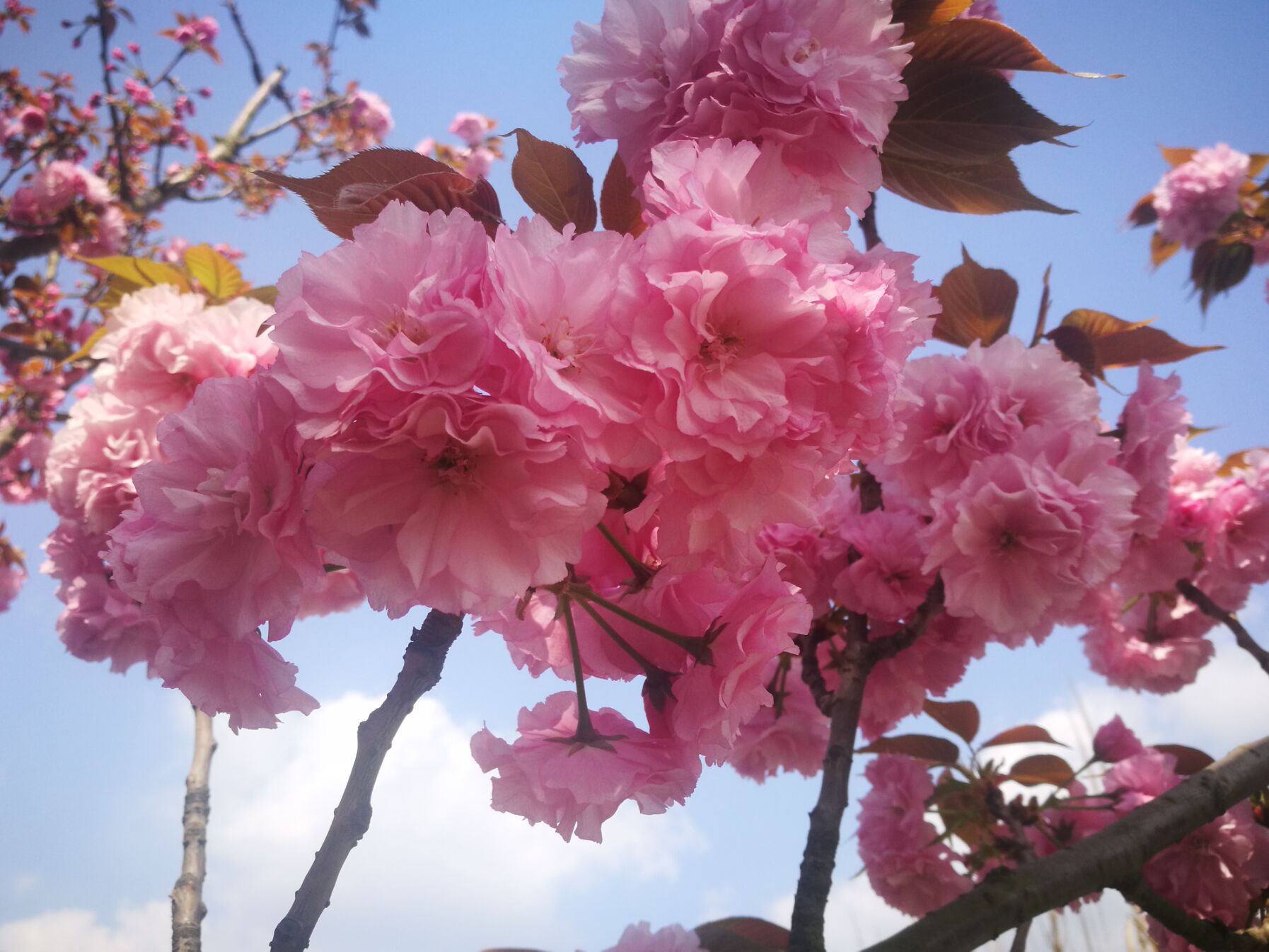 青白江凤凰湖樱花门票多少钱,青白江凤凰湖看樱花