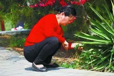 余庆野菜,余庆好吃的推荐