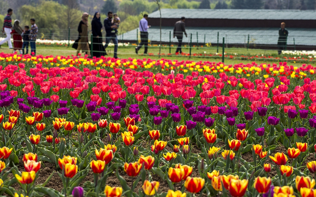 郁金香花语世界,全球独一无二的郁金香花园