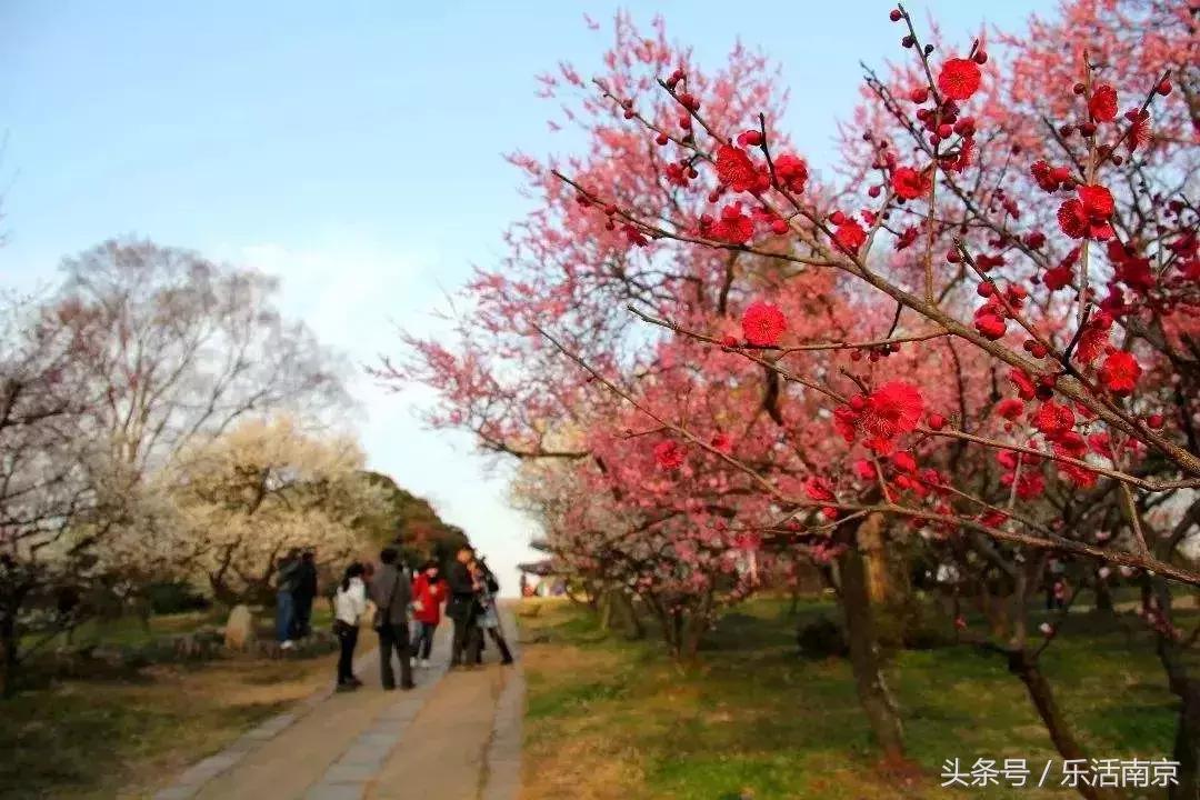 南京赏花季攻略,南京春季赏花时间