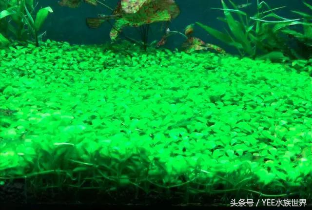 草缸如何爆养,新手草缸建议养什么