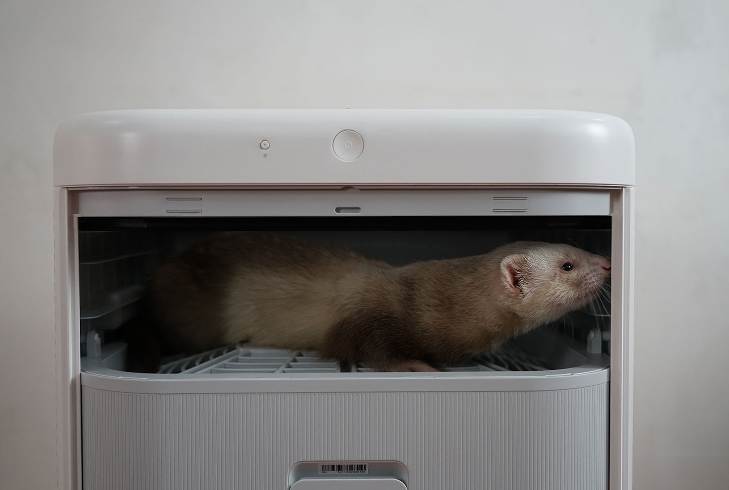 空气净化器除宠物屎味吗,空气净化器能去除宠物异味吗