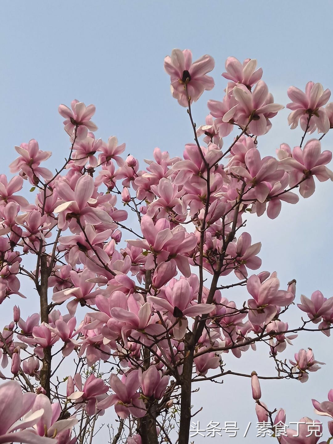 正确按摩乳房硬块的方法,乳房按摩对乳房的危害