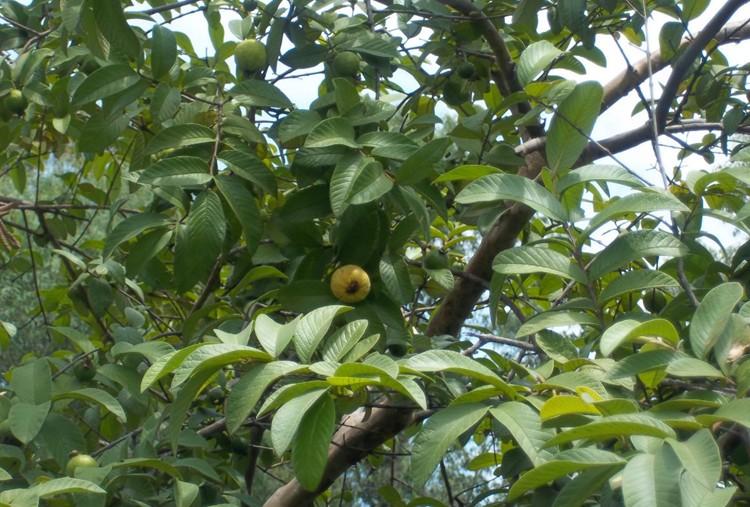 攀枝花哪个山上有红心果,四川攀枝花红心果