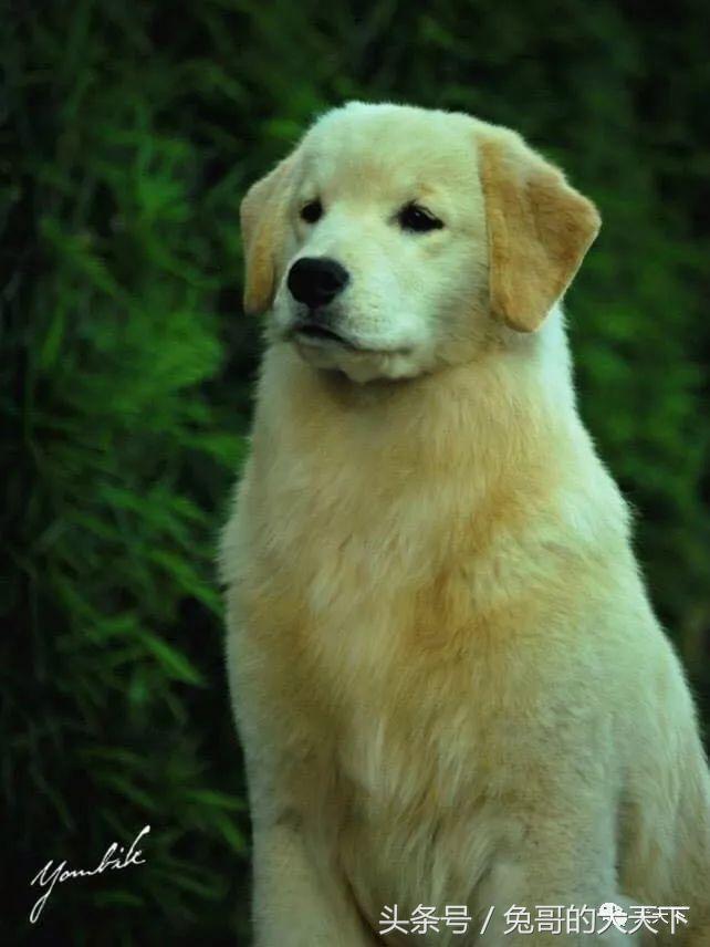 每日一王者——名门悍将Kai，优秀的传承！国内目前头衔最高金毛