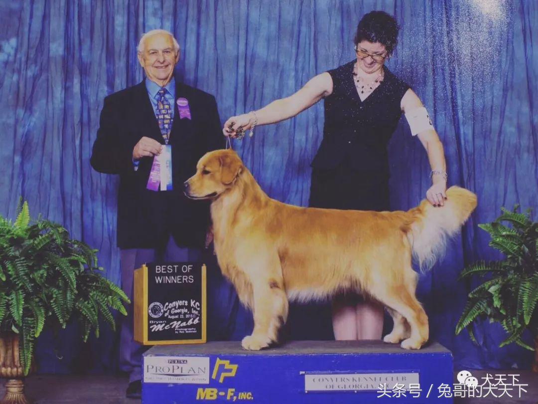 每日一王者——名门悍将Kai，优秀的传承！国内目前头衔最高金毛