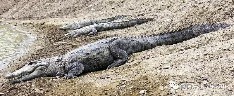 扬子鳄被称为古老的爬行动物,新生代爬行动物巨鳄