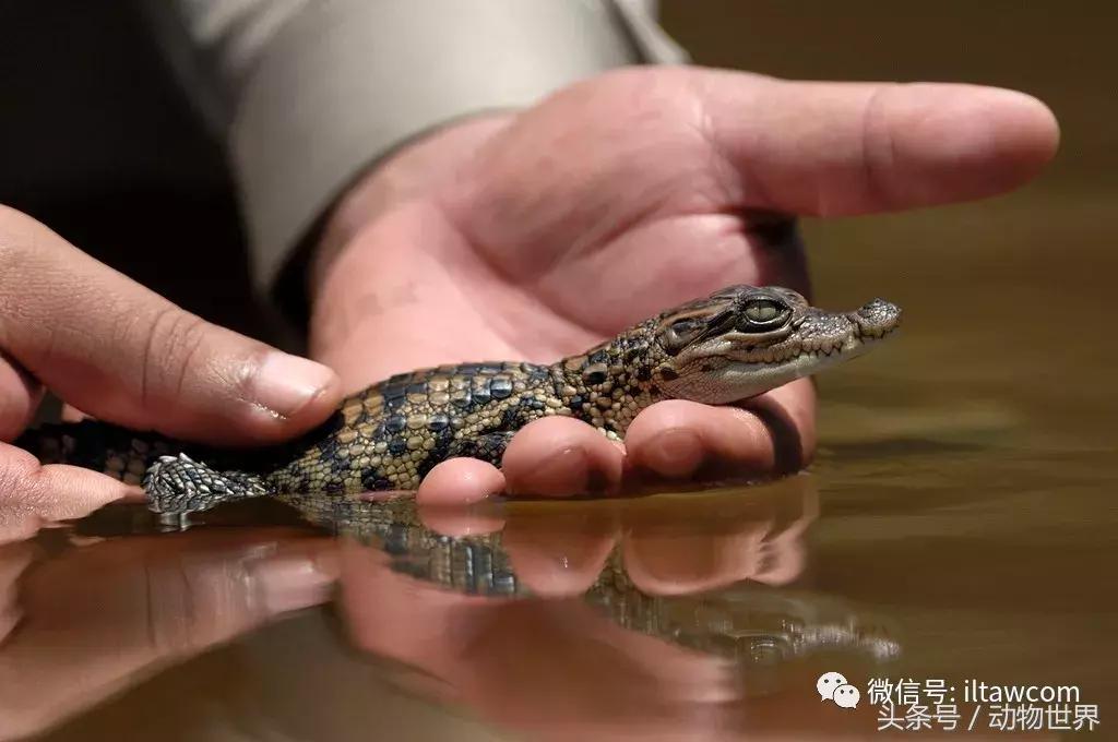 扬子鳄被称为古老的爬行动物,新生代爬行动物巨鳄