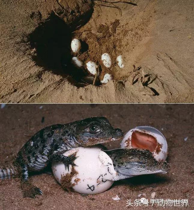 扬子鳄被称为古老的爬行动物,新生代爬行动物巨鳄