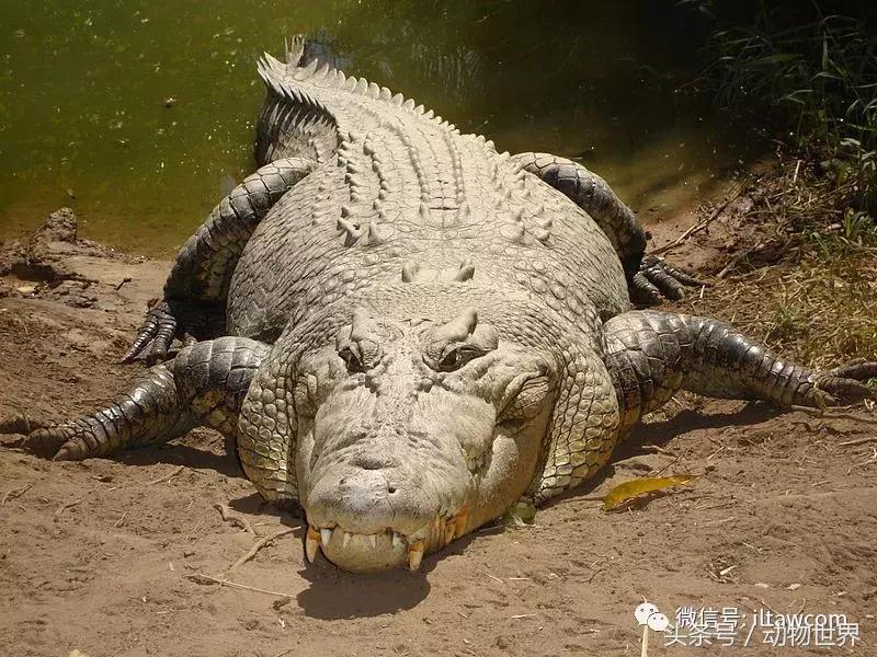 扬子鳄被称为古老的爬行动物,新生代爬行动物巨鳄