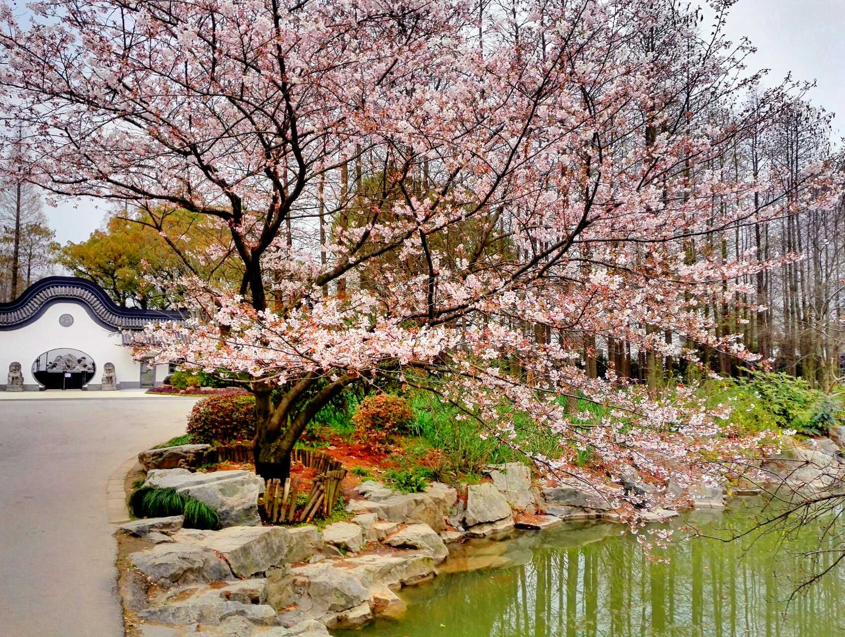 不用去日本也能看富士山,上海赏樱花攻略必去的地方