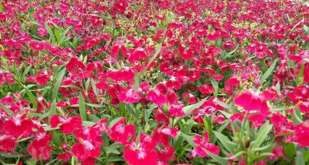 我在时光斑驳处听到花开的声音,聆听花开原唱