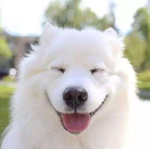 最受欢迎的前十种狗狗,最受欢迎的10种狗狗排行榜