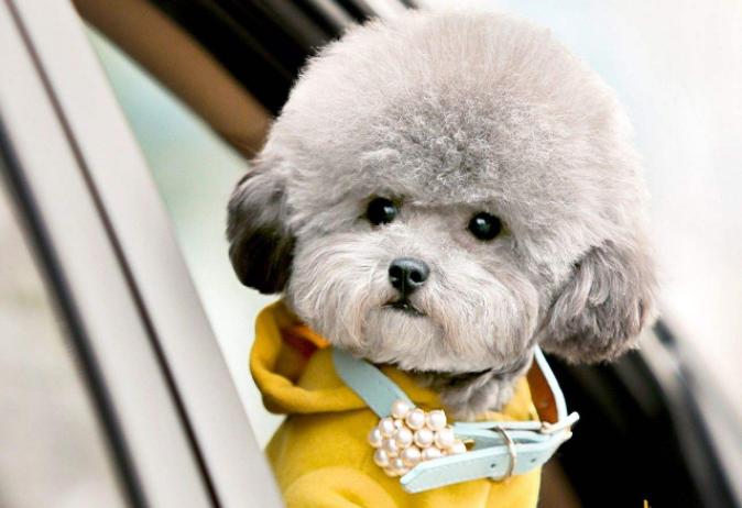 全世界公认的这几种狗狗最好看,十大最受欢迎的大型狗狗排名