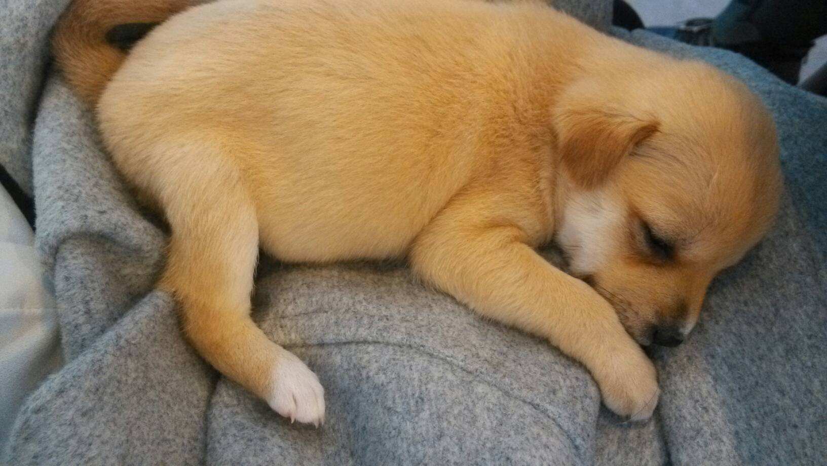 全世界公认的这几种狗狗最好看,十大最受欢迎的大型狗狗排名