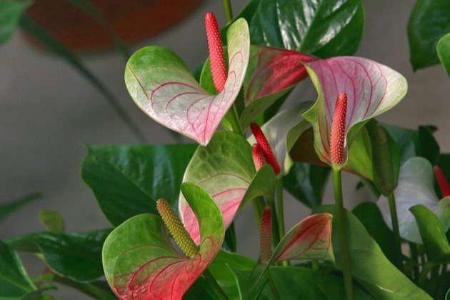 红掌枯萎怎么回事以及红掌花叶子枯萎怎么办