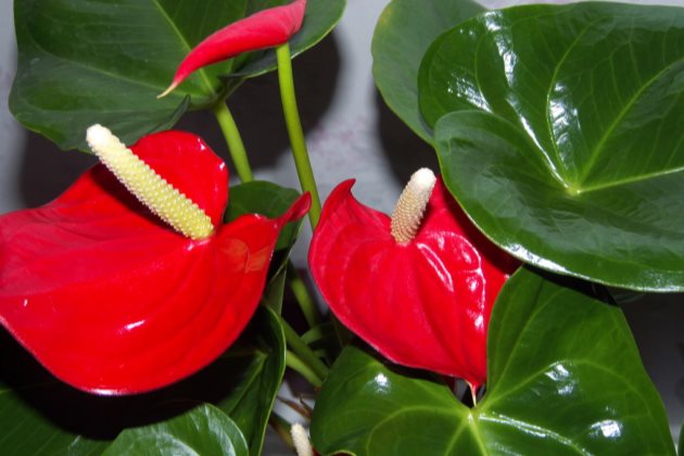 红掌枯萎怎么回事以及红掌花叶子枯萎怎么办