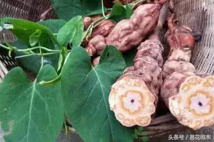 绿植山乌龟的养护方法有哪些,山乌龟的饲养方法与技巧