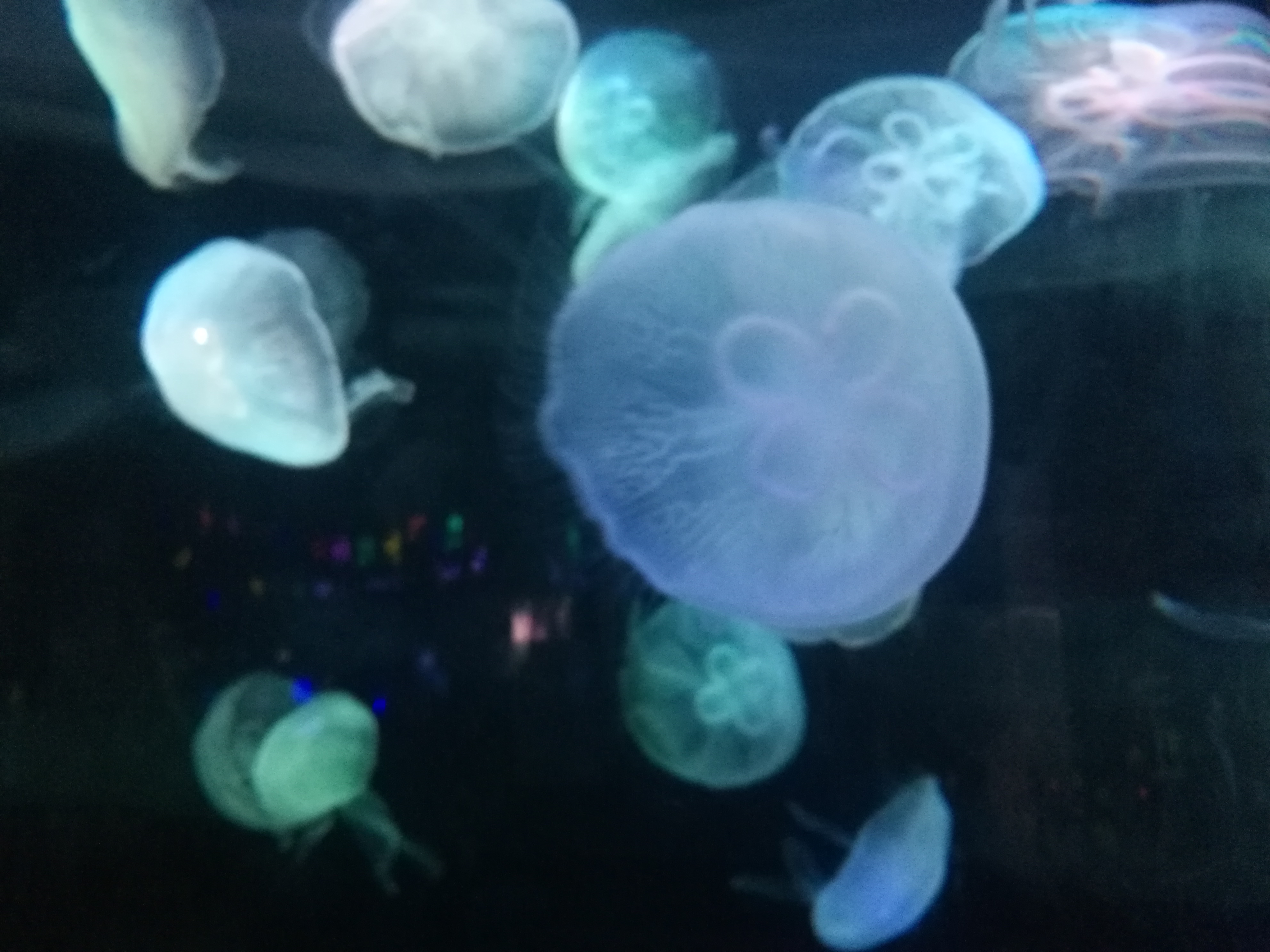 泉城海洋极地世界2018年,泉城海洋极地世界儿童的收费标准