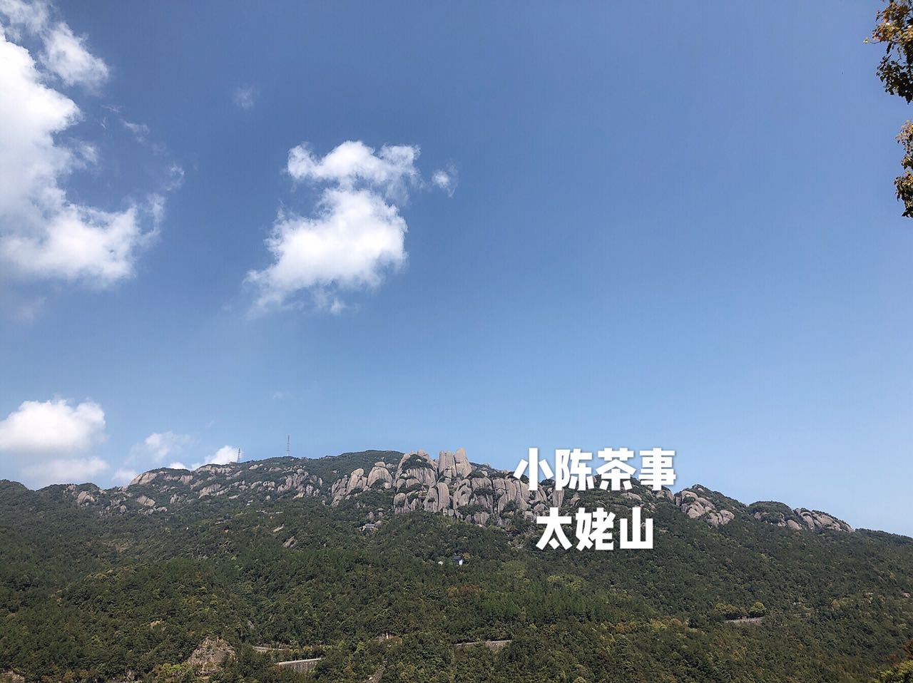 教区分绿茶,白茶为什么饼茶和散茶味道不一样