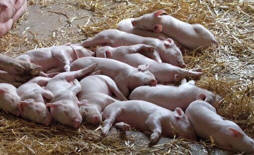 养殖母猪什么品种最好呢,杜太母猪和长太母猪哪个品种好