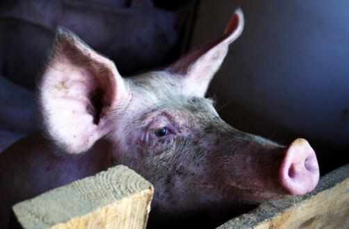 养殖母猪什么品种最好呢,杜太母猪和长太母猪哪个品种好