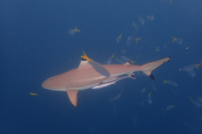 带着老人和孩子去上帝的水族馆！帕劳