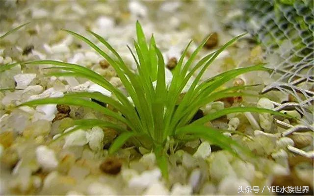 水草腐烂和溶叶,水草烂根发臭