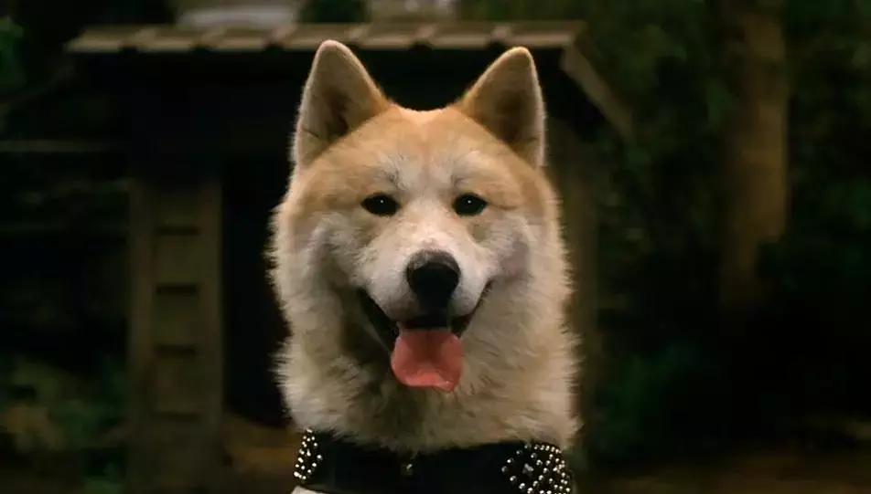 确认过的眼神是我想宠的人,确认过眼神是我想撩的灵魂