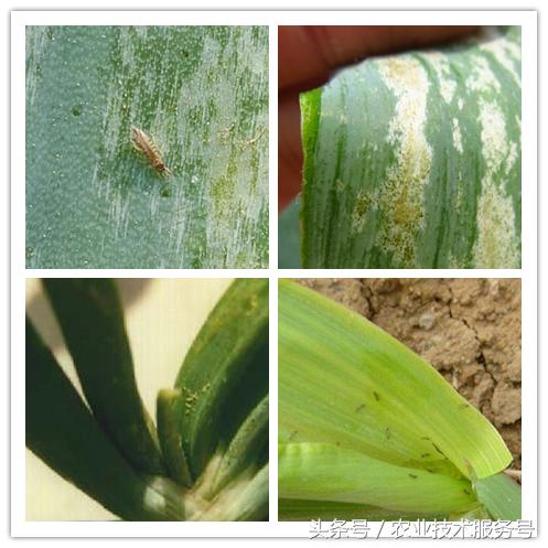 大蒜病虫害及防治办法,大蒜常见病虫害防治方案附高清图