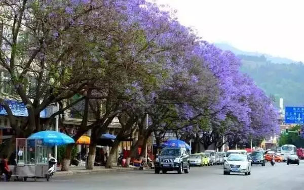 如果一定要不负*光春**不负花，选这2个地方就够了