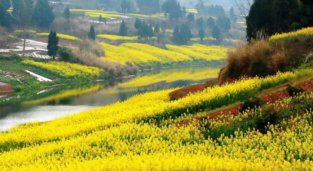 再上5天班，就放小长假！四川哪里*光春**诱人？靠谱实测甩给你