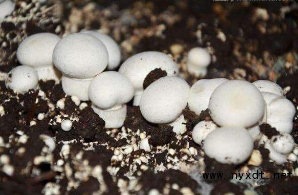 蚯蚓粪双孢菇栽培新技术视频,双孢菇栽培培养料的处理方法