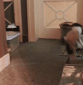 自从养了猫咪后家里开始不顺,自从养了猫家里就有了老鼠