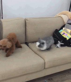 自从养了猫咪后家里开始不顺,自从养了猫家里就有了老鼠