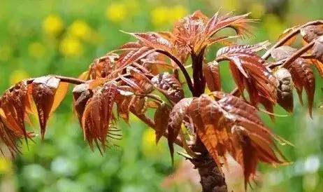 爱吃香椿的赶紧看你的做法对吗,爱吃西红柿的赶紧看千万别错过了