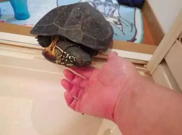 宠物龟下了蛋怎么办,宠物龟怎么避免吃自己的蛋