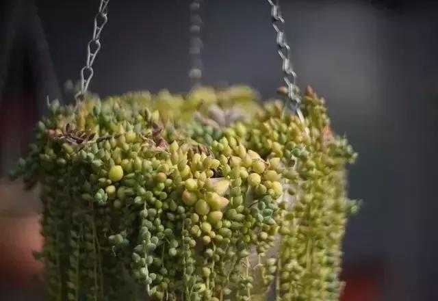 春来花自青秋至叶飘零原文解释,春来花自青秋至叶飘零出自哪里