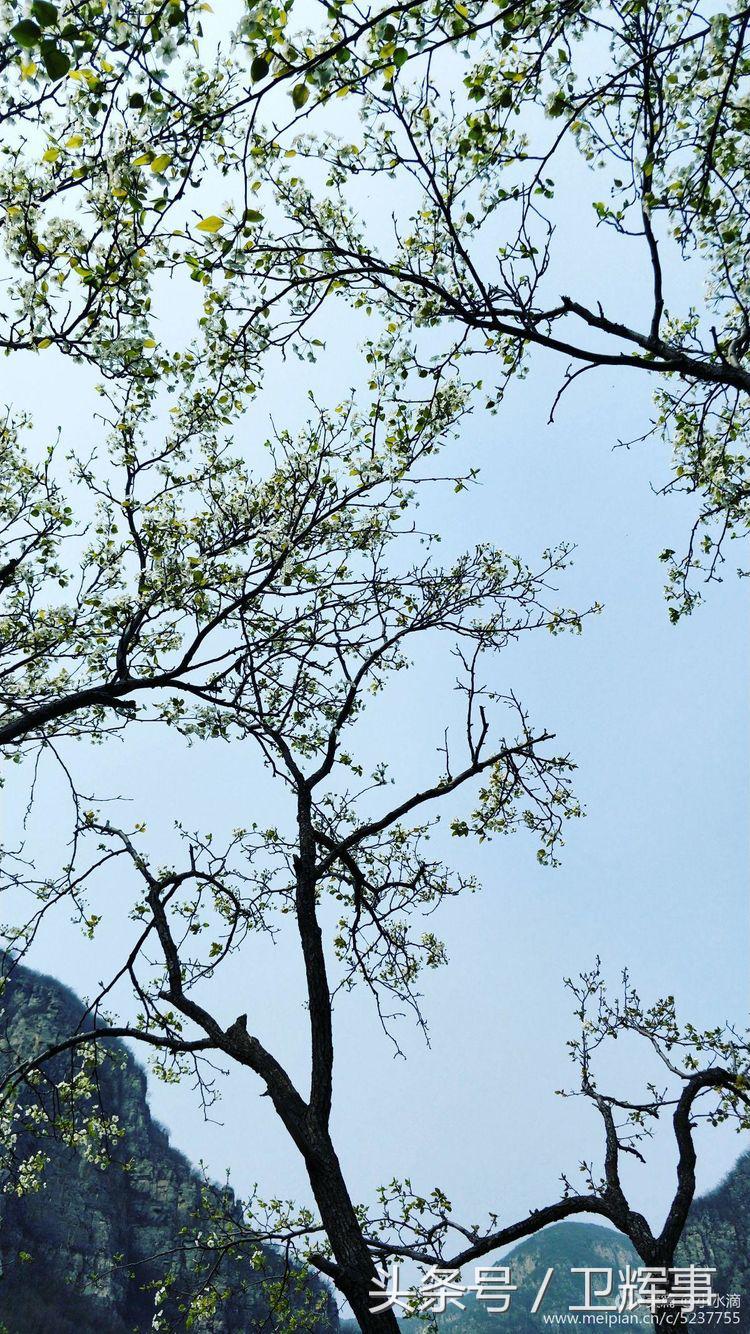 卫辉鲤鱼村道路两侧的千娇百媚……