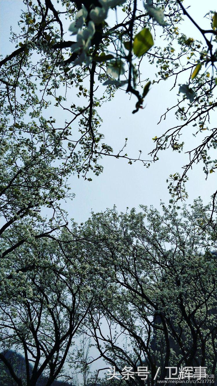 卫辉鲤鱼村道路两侧的千娇百媚……