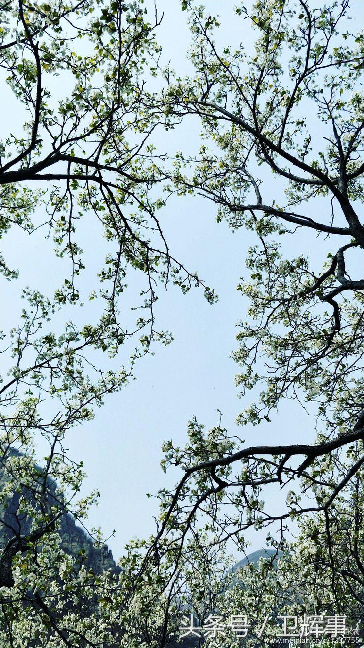 卫辉鲤鱼村道路两侧的千娇百媚……